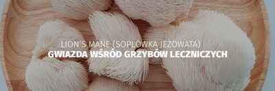 Lion's mane (Soplówka jeżowata) - gwiazda wśród grzybów leczniczych