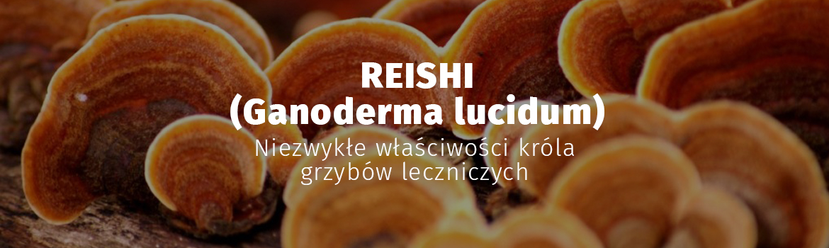 właściwości grzybów reishi