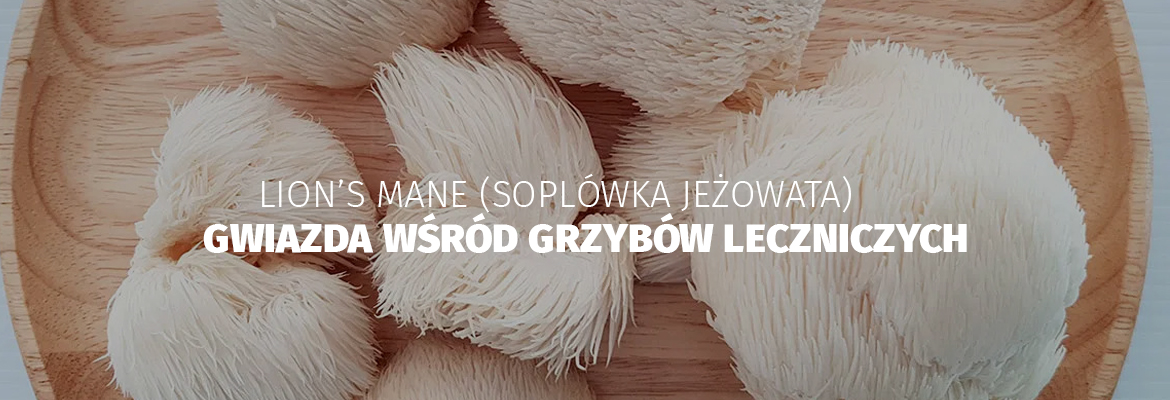 Soplówka - gwiazda wśród grzybów leczniczych