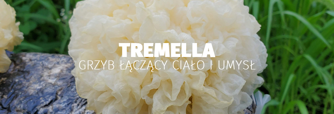 grzyb tremella