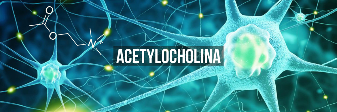 acetylocholina