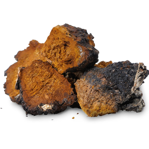 Chaga