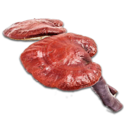 Reishi