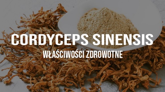 Cordyceps sinensis (Maczużnik chiński) - właściwości zdrowotne 