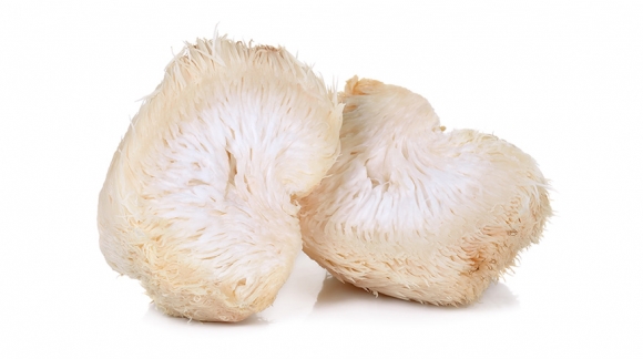 Lion's Mane Mushroom (Soplówka jeżowata) - wpływ na mózg i układ nerwowy