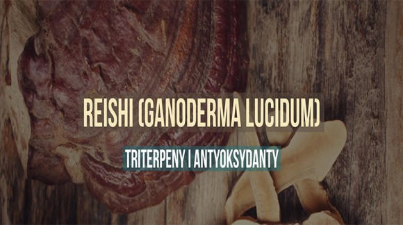 Reishi (Ganoderma lucidum) - triterpeny i antyoksydanty