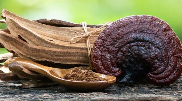 Reishi (Ganoderma lucidum) - niezwykłe właściwości króla grzybów leczniczych 