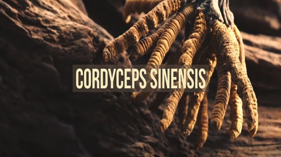 Cordyceps sinensis - historia, działanie prozdrowotne i wpływa na wydolność u sportowców