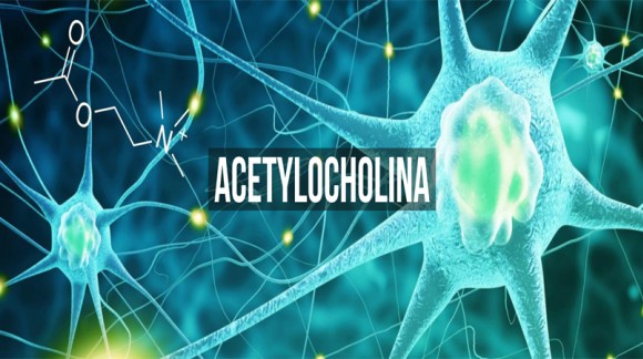 Acetylocholina - potężny neuroprzekaźnik 